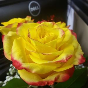 Meet your Posher, Erica